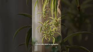 🌿 Why Every Home Needs a Spider Plant | Easy Care &amp; Amazing Benefits 💚 #mahegardening