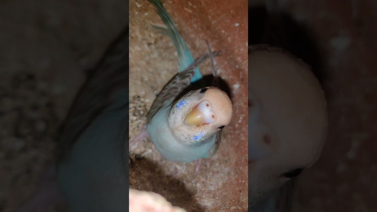 garmise birds ka bura hal ☀️ bajriganj , love birds brriding progress