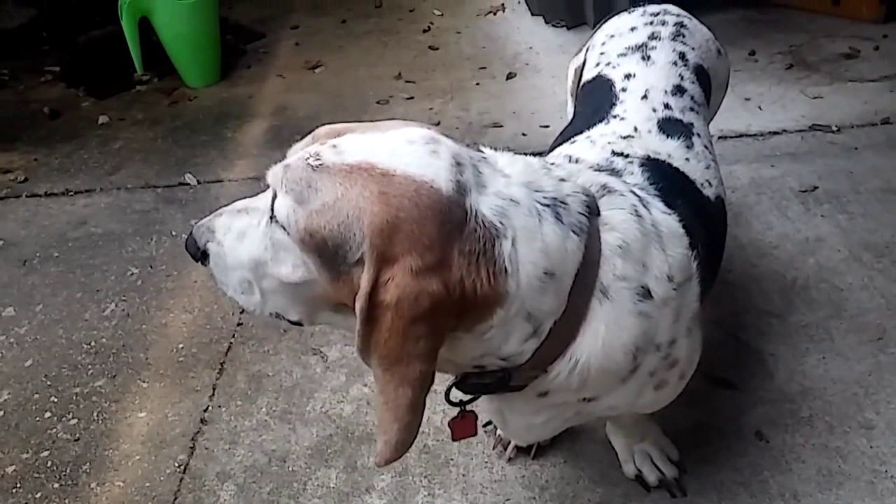 best auto body repair shop corpus christi texas YouTube