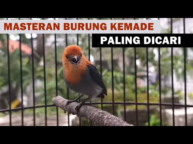 KEMADE GACOR | Suara pancingan burung cabe cabean / cit keres BAHAN agar cepat bunyi GACOR ngalas class=