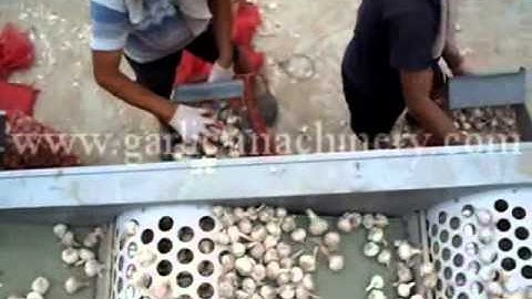 Garlic Bulb Sorting Machine