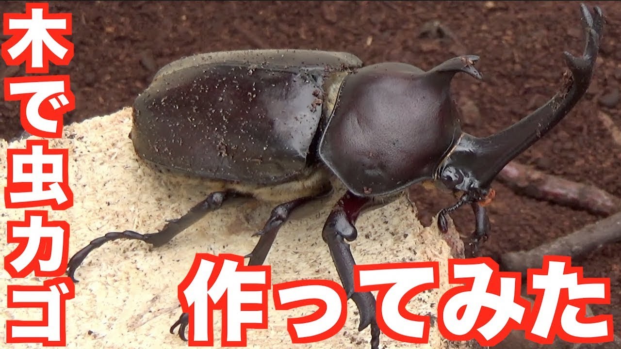 本物の木でカブトムシの虫カゴを作ってみた 素人diy Youtube