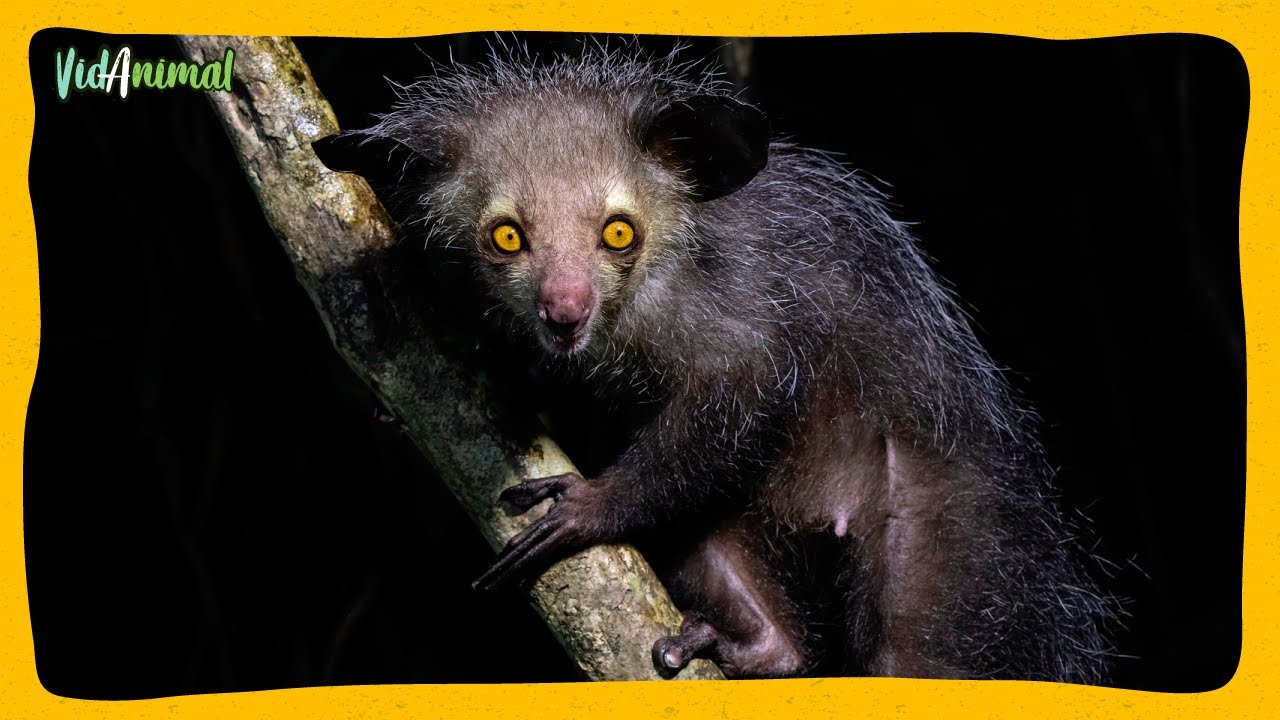 Todo sobre el Aye Aye: El primate mas misterioso.