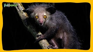 Todo Sobre El Aye Aye: El Primate Mas Misterioso.