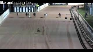 Famous Incredible moment lucky rabbit dodges greyhounds Profile