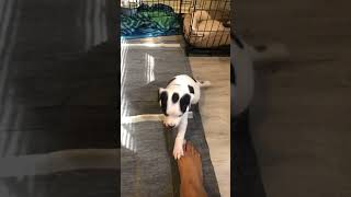 Moo moo wanted to shake and speak #fypyoutube #comedy #dogs