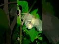 Smart Farmer Farming Vegetable With This Technique #satisfying #shortDragon fruit farming techniqu