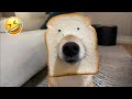 😺 Funny &amp; Cute Animal Videos Compilaton Of The 2025 🤣