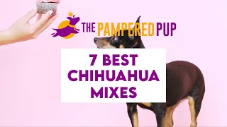 The Chihuahua Mix: 7 Little Dogs with BIG Personalities