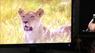 Monitor Samsung 18,5 Led - S19A300B