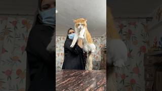 😵‍💫😨Big mainecoon cat grooming 🧼🛀✂️ #youtubeshorts #cat