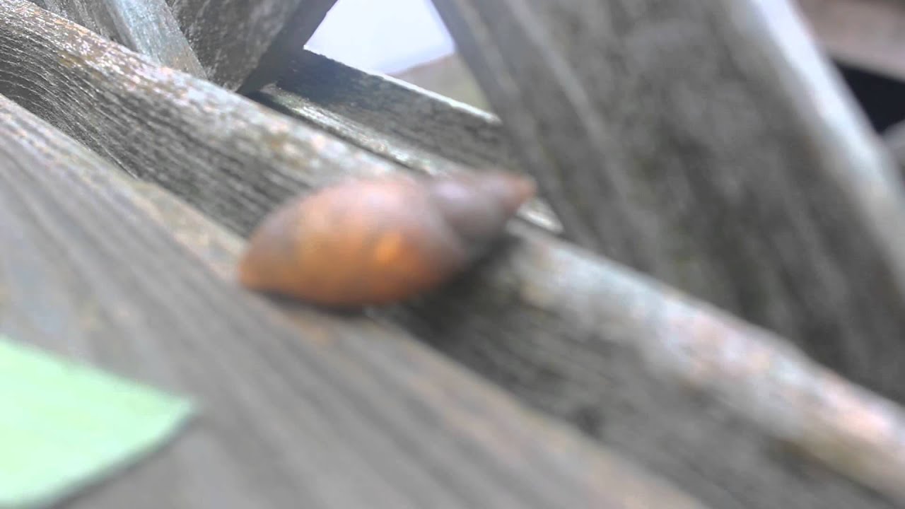 Snail Heartbeat YouTube