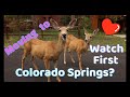 Moving to Colorado Springs? Must watch!!!