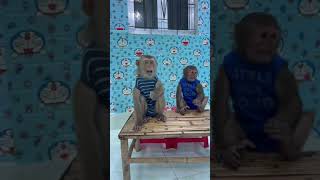 Monkey Sam & Asher sitting on the table is so funny#shorts
