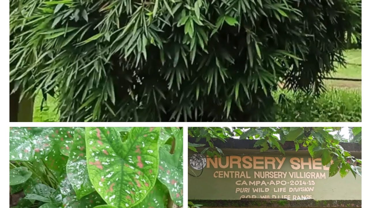 visiting central nursery nimapada ,Puri viligram central nursery🙂☺️😸🌲🌳🌴🌵🪴🍀🌾🌿🍃🍃