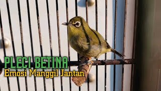 CALL LENJEH PLECI BETINA 🔰 Klik Putar Dan Bikin Pleci Mu emosi