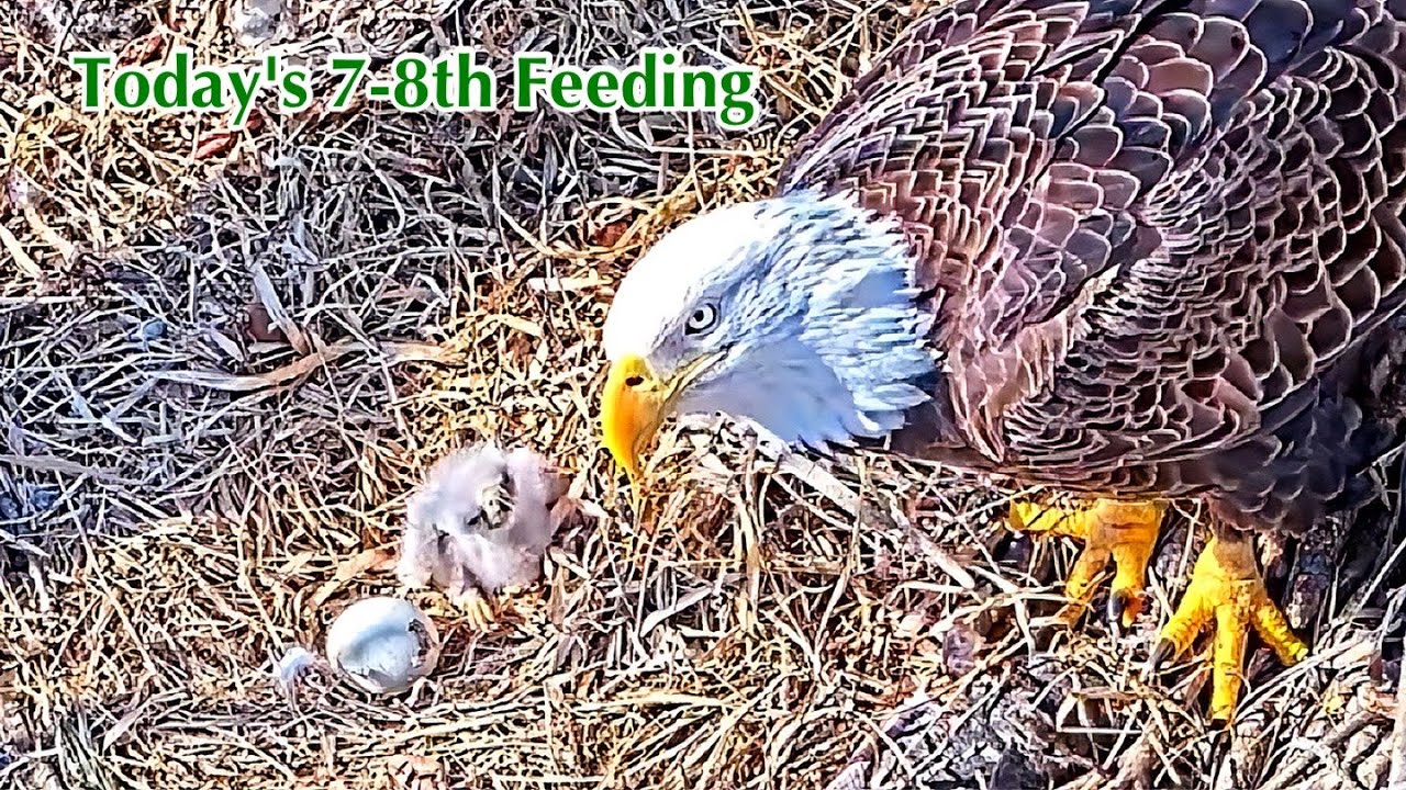 #66🦅🐥6°🥚／Duke Farms Eagle Nest 2026／Duke Mom💗Duke Dad／by Duke  Farms