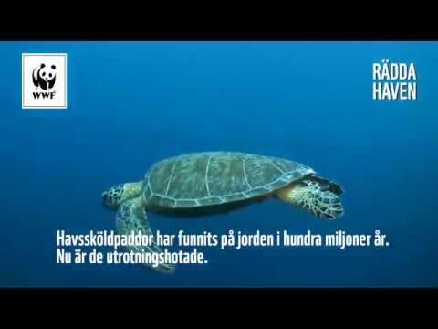 Video: Sådana roliga havssköldpaddor