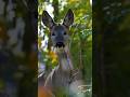 Curious Young Deer #deer #wildlife #animals #beautiful #nature #naturduo