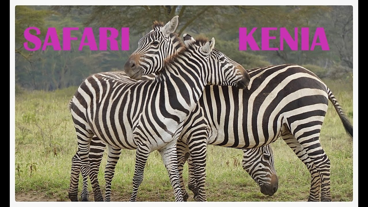 safari kenia youtube