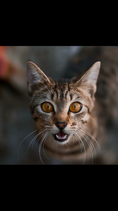 suara kucing garong serem