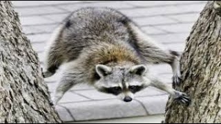 Raccoon Compilation - Cute and Funny #1 by Suenna 450 views 1 year ago 6 minutes, 7 seconds