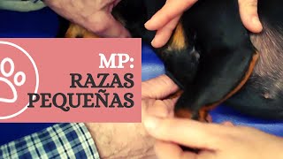 Movilizaciones pasivas en razas pequeñas | CRAR BCN