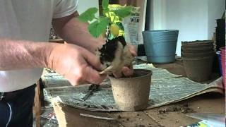 Transplating A Straight 8 Cuke Seedling