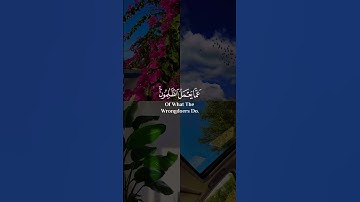عبدالرحمن مسعد | تلاوة قرآن كريم.