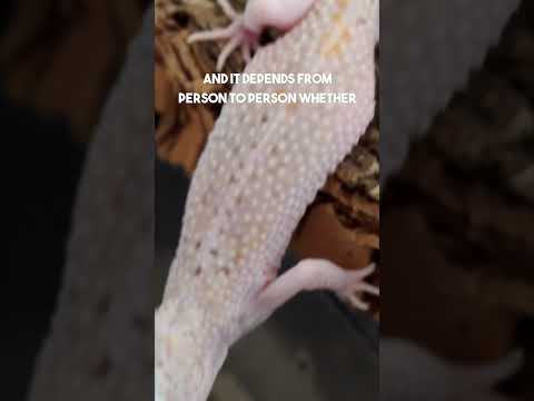 Video: Este un gecko un animal de companie?