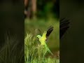 The cute little bird in the wind and rain. [AI Content]#shorts