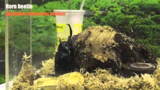 Horn Beetle Rhinoceros Beetles