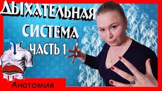 видео И ДЫХАТЕЛЬНАЯ СИСТЕМЫ