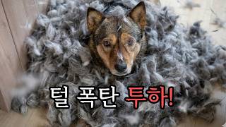 들개 슈가 처음으로 빗질을 허락한 날!! Fur Storm! A Day in the Life of Our Pets #털날림전쟁 #FurStorm