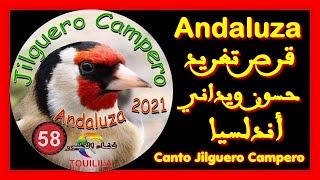 قرص تغريد طائر الحسون أصلي CD JILGUERO CAMPERO 2021