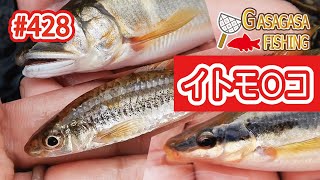 イトモ〇コ登場！投網打ちまくりのガサガサ！地味な魚やけど好きな人にはわかる！