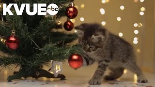 Consumer Reports' gift guide for pets
