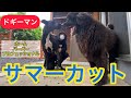 ニューファンドランド サマーカット‼️ ドギーマン ホームバーバープロフェッショナル 犬用猫用バリカン 渡辺ボス グレートデン 多頭飼い 大型犬 トリミング グルーミング