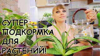 Касторовое масло для пышного цветения растений! Способы применения!