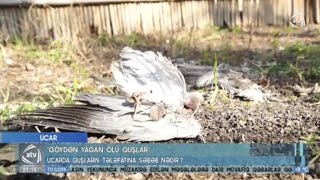 Ölmüş çöl və ev quşlarına rast gəldikdə bu barədə aidiyyəti üzrə məlumat verilməlidir | ATV Xəbər