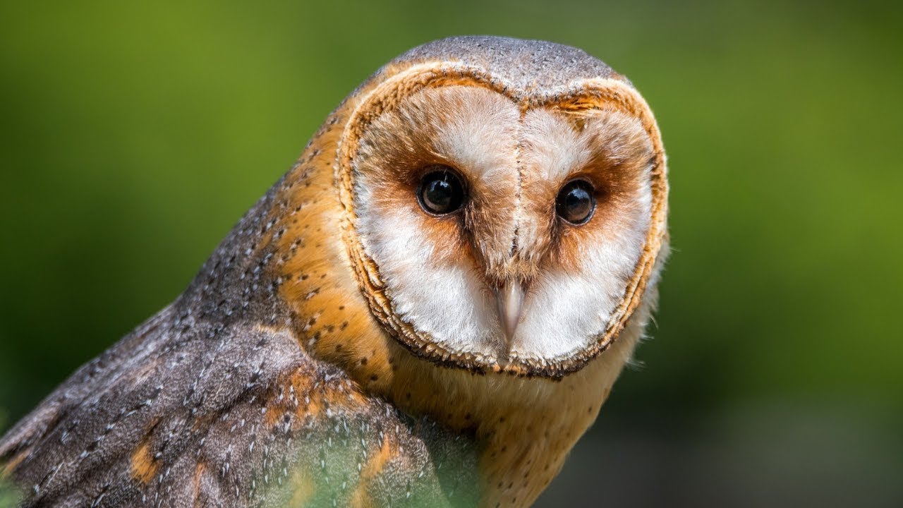 Tyto alba (Scopoli, 1769) - Effraie des clochers, Chouette  effraie-Description, fiches détaillées