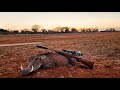 Hunting African Warthog | CZ 527 BRNO 223 | Botswana Tuli Block Sideshot scopecam #hunting #africa