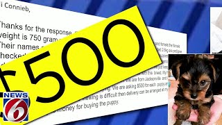Brevard County couple gets scammed in ‘Puppies for Sale’ rip-off