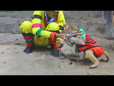 best-monkey-street-performance-ever-|-traditional-animal-show