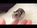 ハムスター ハムムの、一生のお願いでちゅ。by Hamster