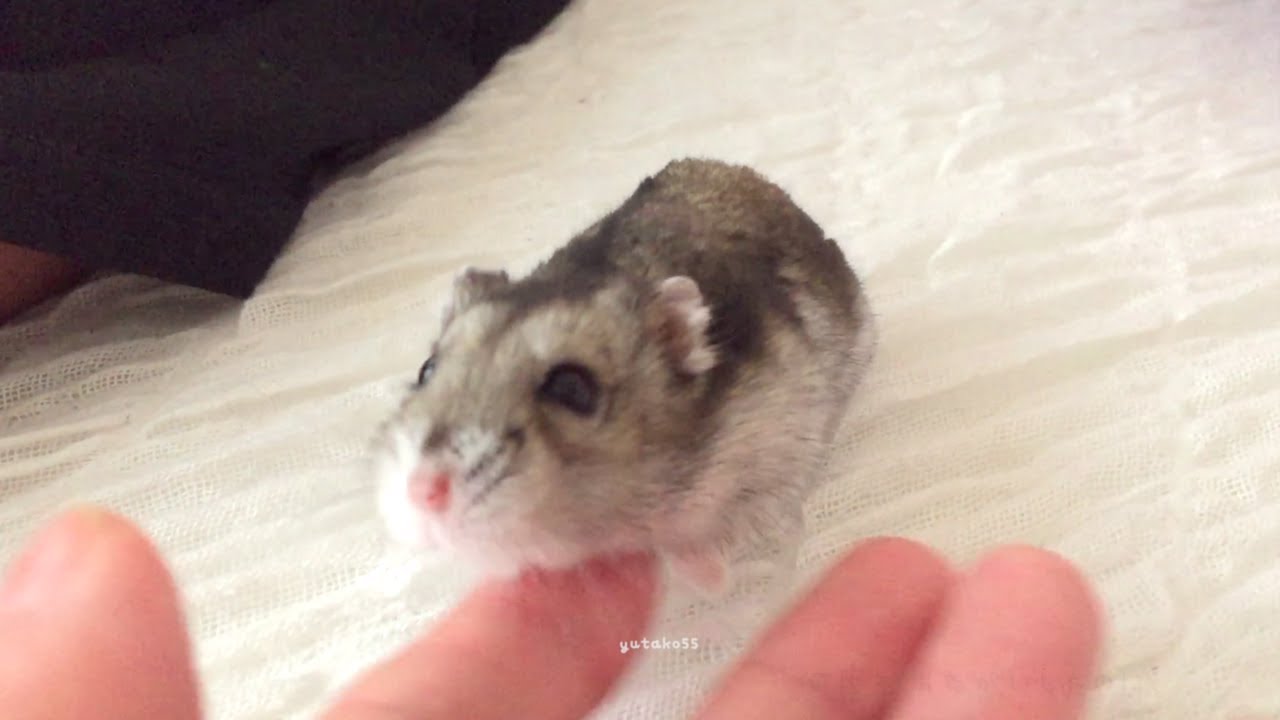 Hamster Hamm's Lifelong Wish. by Hamster - YouTube