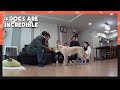 Thinking of losing Queen makes them cry (Dogs are incredible) | KBS WORLD TV 210303