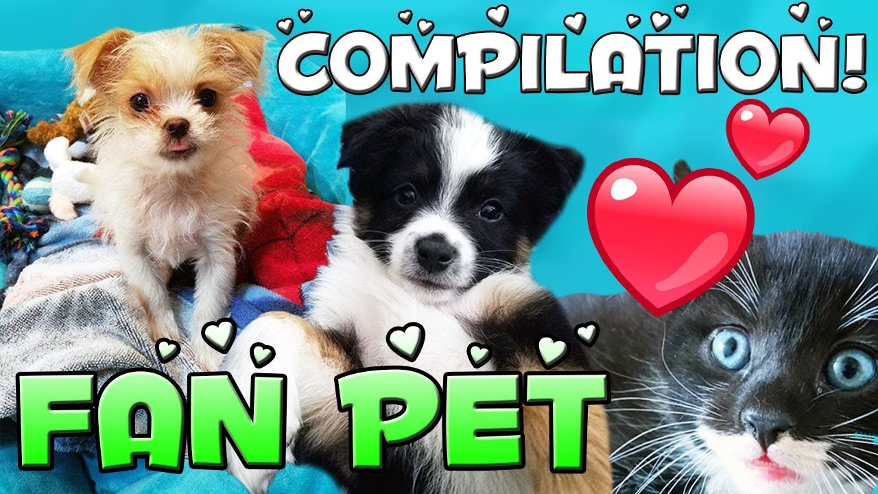 Adorable Fan Pet Compilation Week 2 YouTube