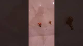 حمام معدني نوي حمام السخنة -Setif