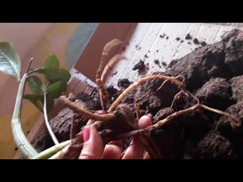Доллор гүліне күтім.Уход за доллоровым деревом.